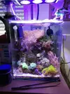 [TodoMarino.com] Mi pequeño reef 32L