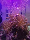 [TodoMarino.com] Mi pequeño reef 32L