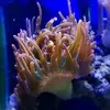 [TodoMarino.com] Mi pequeño reef 32L
