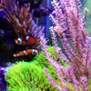 [TodoMarino.com] Mi pequeño reef 32L