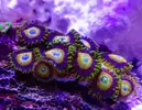 [TodoMarino.com] Mi pequeño reef 32L