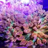 [TodoMarino.com] Mi pequeño reef 32L