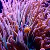 [TodoMarino.com] Mi pequeño reef 32L
