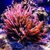 [TodoMarino.com] Mi pequeño reef 32L