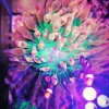 [TodoMarino.com] Mi pequeño reef 32L