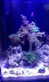 [TodoMarino.com] Mi pequeño reef 32L