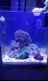 [TodoMarino.com] Mi pequeño reef 32L