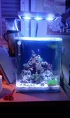[TodoMarino.com] Mi pequeño reef 32L
