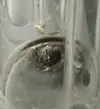 [TodoMarino.com] Cenizas en el skimmer