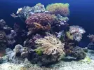 [TodoMarino.com] Acuario de 120 litros aprox.