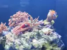 [TodoMarino.com] Rincóncito para Anemonas