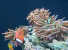[TodoMarino.com] Rincóncito para Anemonas