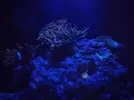 [TodoMarino.com] Rincóncito para Anemonas