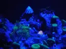 [TodoMarino.com] Rincóncito para Anemonas