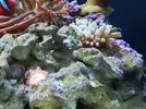 [TodoMarino.com] Rincóncito para Anemonas