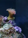 [TodoMarino.com] Regalo anémona cuadricolor