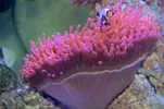 [TodoMarino.com] Acuario Valencia - Alfafar, Valencia