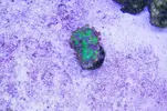 [TodoMarino.com] Acuario Valencia - Alfafar, Valencia