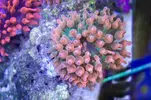 [TodoMarino.com] Acuario Valencia - Alfafar, Valencia