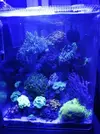 [TodoMarino.com] Mi pequeño reef 32L