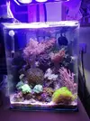 [TodoMarino.com] Mi pequeño reef 32L