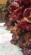 [TodoMarino.com] Pisito Reef. Poco a poco, ahora sí