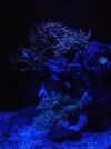 [TodoMarino.com] Rincóncito para Anemonas