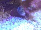 [TodoMarino.com] Alguien sabe que caracol es este?