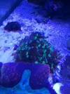 [TodoMarino.com] Euphyllia Parancora Verde Flúor. 15 euros. Madrid - Madrid, Barrio La Elipa