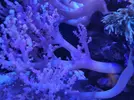 [TodoMarino.com] Coral blando Lemnalia. Madrid - Madrid