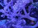 [TodoMarino.com] Coral blando Lemnalia. Madrid - Madrid
