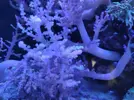 [TodoMarino.com] Coral blando Lemnalia. Madrid - Madrid
