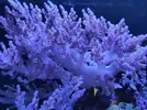 [TodoMarino.com] Coral blando Lemnalia. Madrid - Madrid
