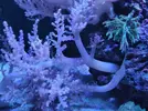[TodoMarino.com] Coral blando Lemnalia. Madrid - Madrid