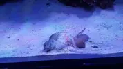 [TodoMarino.com] Pisito Reef. Poco a poco, ahora sí