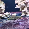 [TodoMarino.com] Vendo canthigaster solandri - Getafe Madrid