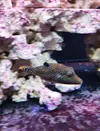 [TodoMarino.com] Vendo canthigaster solandri - Getafe Madrid