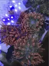 [TodoMarino.com] Entacmea cuadricolor verde y naranja- Valencia - Alfafar, Valencia