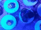 [TodoMarino.com] Pack de zoos muy interesante y zoos de coleccion.bcn se envia  actualizado 30/4/2019