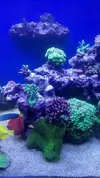 [TodoMarino.com] Conger  REEF