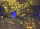 [TodoMarino.com] Puesta hemicyanea