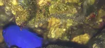[TodoMarino.com] Puesta hemicyanea