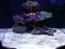 [TodoMarino.com] Gammarus