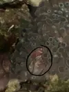 [TodoMarino.com] Que especie es esto?