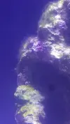 [TodoMarino.com] Identificación alga verde