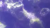 [TodoMarino.com] Identificación alga verde