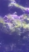 [TodoMarino.com] Identificación alga verde