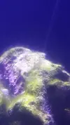 [TodoMarino.com] Identificación alga verde