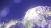 [TodoMarino.com] Identificación alga verde