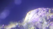 [TodoMarino.com] Identificación alga verde